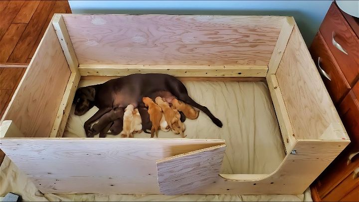 build a diy whelping box for dogs